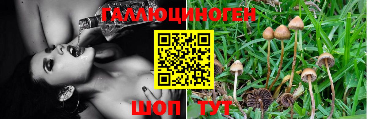 Галлюциногенные грибы MAGIC MUSHROOMS  Вход с VPN  Ставрополь 