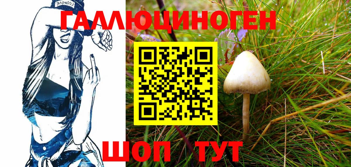 Галлюциногенные грибы Psilocybine cubensis Ставрополь